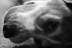 Gretchen