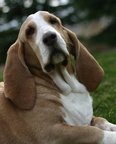 Hoover