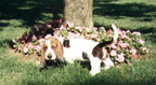 Roosevelt  watering mum's flowers
