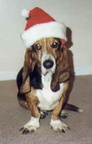 b_santahat1.jpg