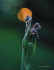 Miscellaneous Photography